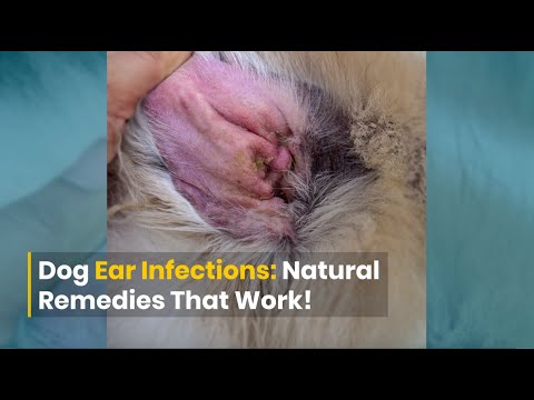 Dog Ear Infections: DIY Remedies That Work