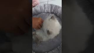 Download lagu Mata biru mp3