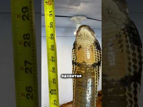 Самые ядовитые змеи на планете
