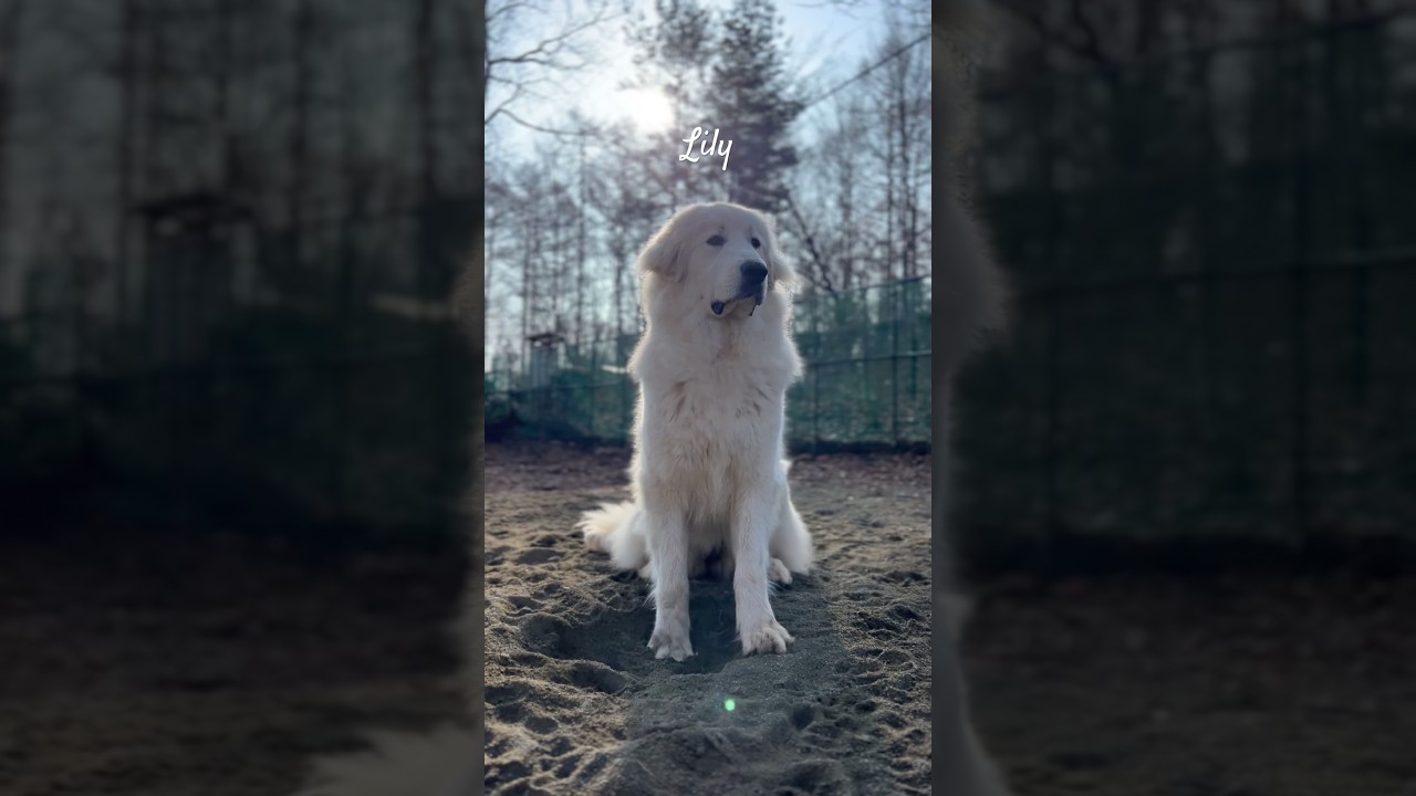 Lily リリー #greatpyrenees #todaysrunrun #グレートピレニーズ #今日のルンルン