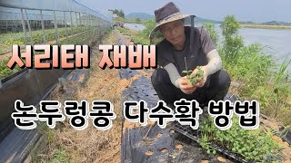 서리태콩 파종시기와 다수확 방법 서리태 정식 노린재 방재법
