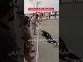 Punjab Police Running Test Punjabpolicevideo Police Punjabpolicenewupdate PunjabPoliceshort