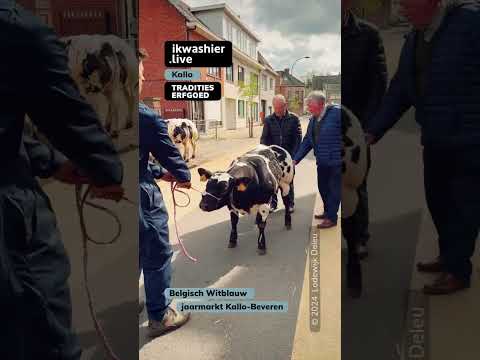 , title : 'Belgisch Witblauw op jaarmarkt Kallo #shorts #BelgischWitblauw #BlancBleuBelge #cattle #belgianblue'