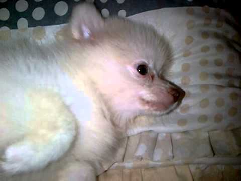 Funny Dog With Cute Bark. Very Ridiculous, So Amusing.