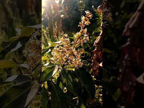 #lichi flowers #shorts #trendingshorts