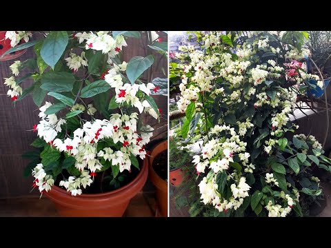 image-Can bleeding hearts be white?