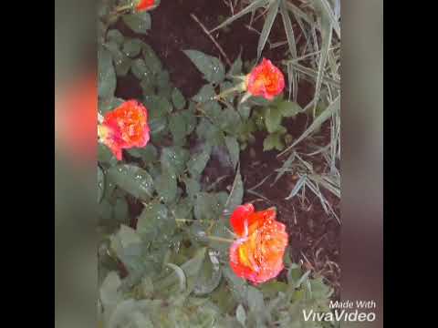 Down- arc north- badjack - cour