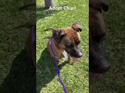 CHIP , an adoptable Boxer & Pit Bull Terrier Mix in Pasadena, CA_image-1