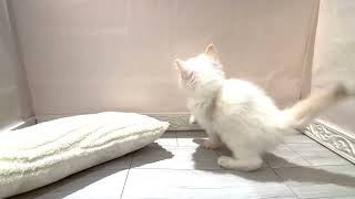 ラグドールの動画01