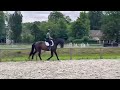 Très beau hongre 7 ans dressage - 1,72m - noir/bai brun