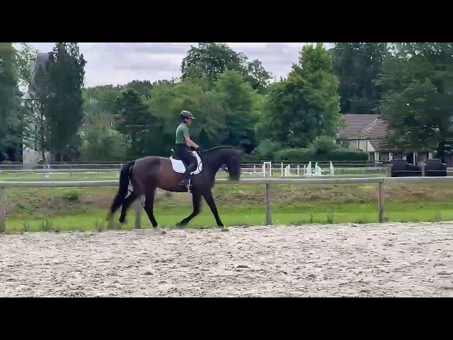 Tr&egrave;s beau hongre 7 ans dressage - 1,72m - noir/bai brun