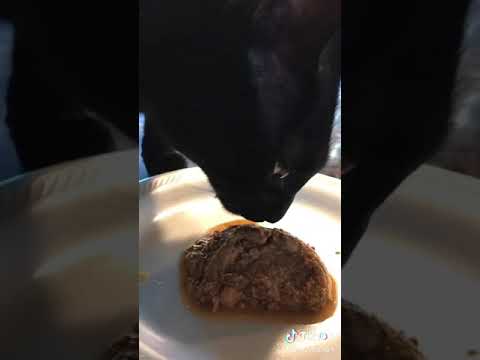My cat eat too fast