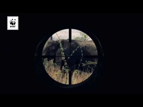 Stoppa tjuvjakten på elefant - bli fadder idag!