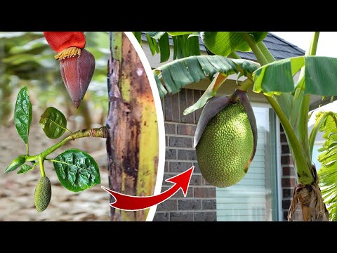 Planting Jackfruit In Banana Tree | Jackfruit Growing Tips Faster and Easy | Bear's garden
