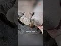 Domba Ekor Gemuk Fat Tailed Sheep Shorts
