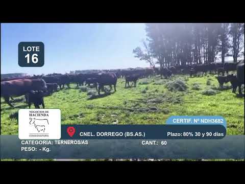 Lote M Y H A TERMINO - Cnel Dorrego