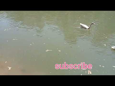 #trending #manjinder sardaar