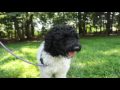 Liberty Bell A Puppy Mill Survivor