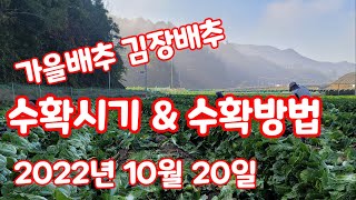 배추 수확시기 방법 가을 배추 김장배추 [배추재배방법]