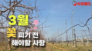 [사과재배] 봄,가을을 결정짓는다/ 반드시 실천 해야할 사항/2025 괴물 산불