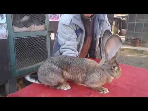 0-1 DR 9monate alt, hat 5Jungtiere, Ohren 25cm...