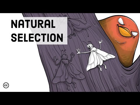 Darwin's Theory of Evolution: Natural Selection