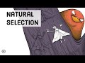 Darwin's Theory of Evolution: Natural Selection