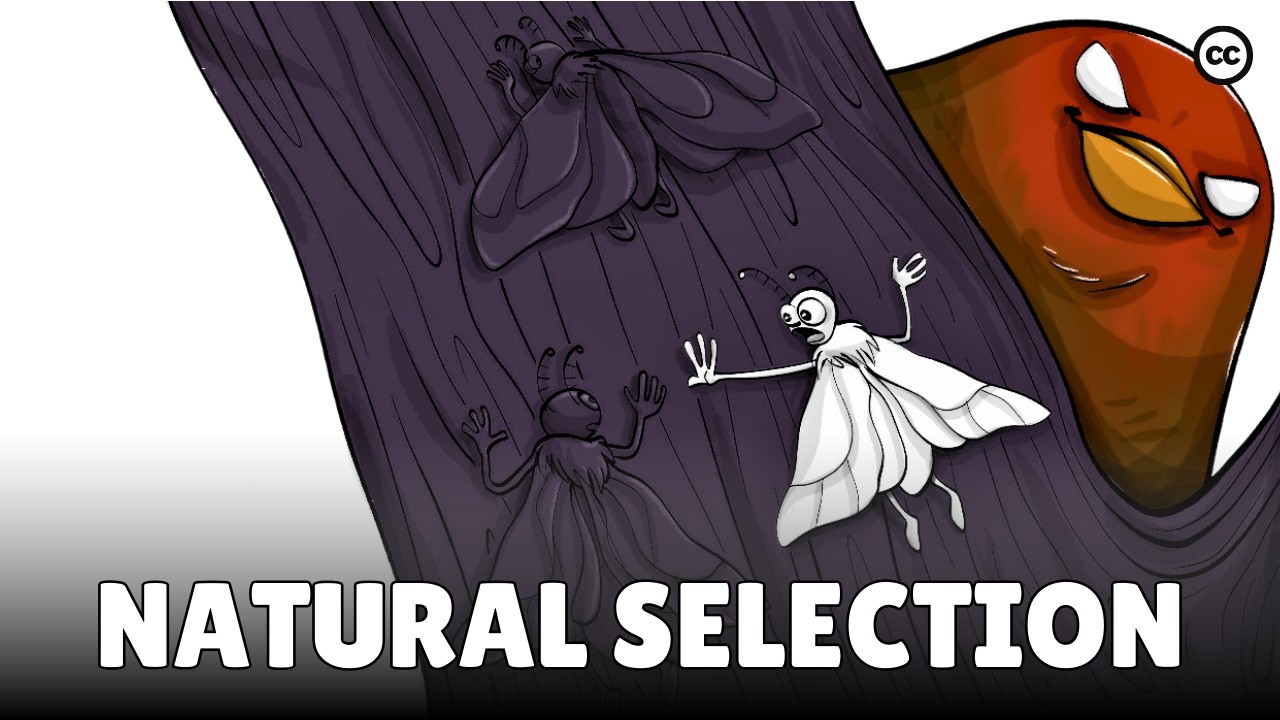 What is Darwin’s definition of natural selection? Wiki REF