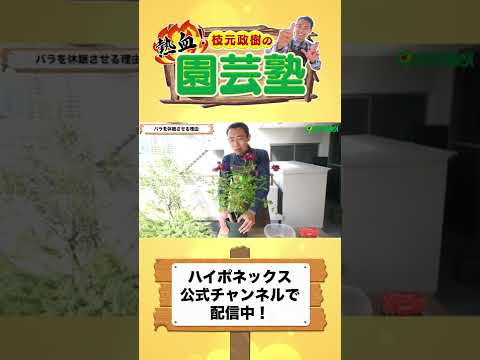 バラの茂みの下に何を置くべきですか、そしてその理由は何ですか？マルチと肥料の種類 + 冬のメンテナンスに関するおまけ  庭園