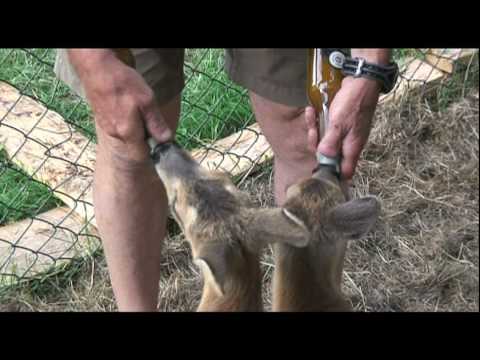 LA MIA FATTORIA - MY FARM