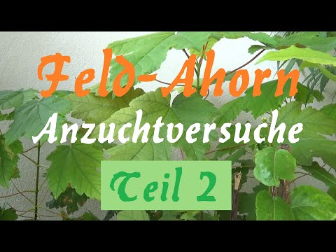 Feld-Ahorn selber ziehen Teil 2 #plants #schweiz #bonsai