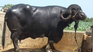 preview picture of video 'Best quality Buffalo at gir forest  per day 10 to 15 liye milk capacity  without any special diet'