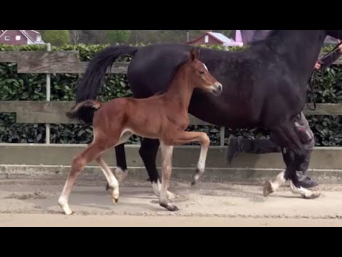 *2022 Hengst von For Kingdom - Bernay SOLD!!!