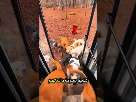 تجمعت الكلاب أمام باب الباص 😨 #shorts #shortvideo #shortsfeed
