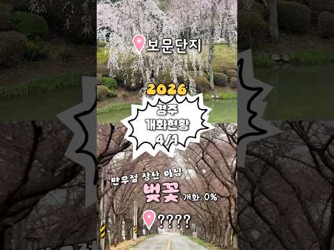 4/1 #실시간경주 #개화현황