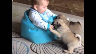 Pug Puppies Play with Babies