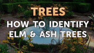 How to Identify Elm & Ash Trees