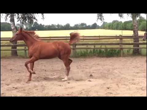 Hengst (2017)von Rubin Royal / Quaterback, Fohlenprämie