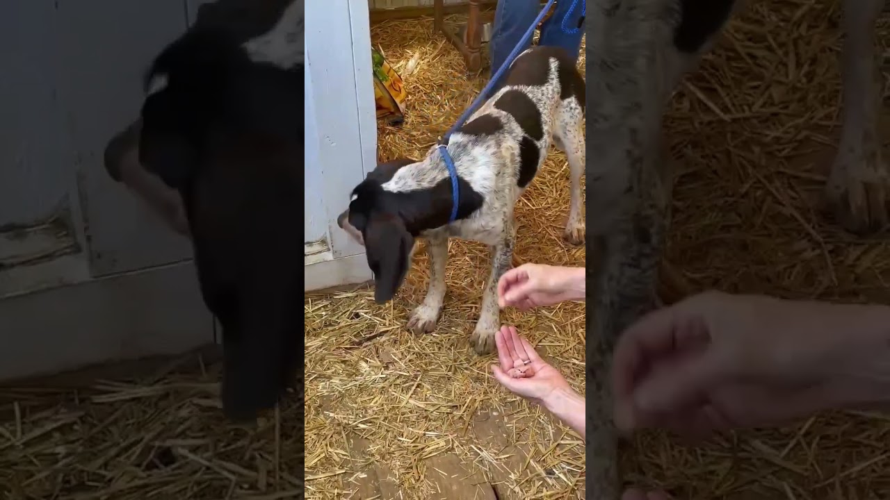 Radar, a ADOPTABLE Bluetick Coonhound in Lexington, MA video 1/5