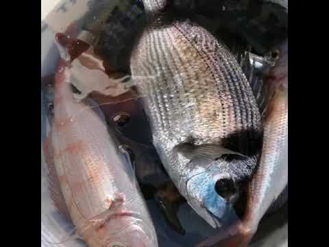 Derin Su Balık avımız Marmara Denizi Video