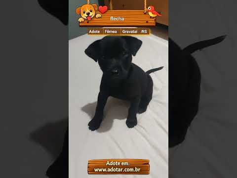 Vídeo de flecha 