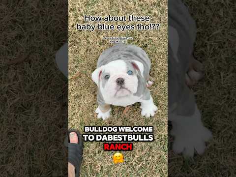 BENJAMIN BULLDOG .457 - more POWER, more BARK!