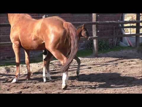 Stutfohlen von Fürstbischof - Rotspon - Wolkenstein II *2020