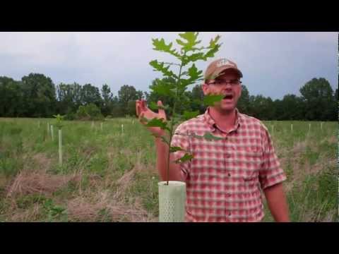 Rapid Mast System in Action- Results from One Growing Season