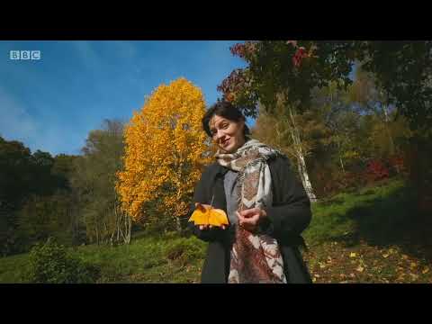 Gardeners World 2020 S53E33