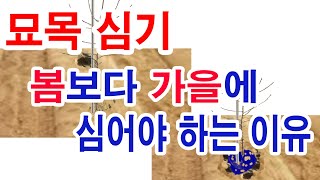 묘목 심기 봄보다 가을에 심어야 하는 이유(과일나무 심기, 정원수 심기 어느 계절에 심는 것이 더 잘 자라겠…