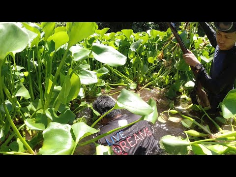 SE03EP022 Part 1 - "RESBAK" LABANAN sa ILALIM ng mga WATER LILIES | San Pablo City, Laguna