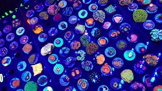 All The Pretty Corals From Reefapalooza Orlando 2018