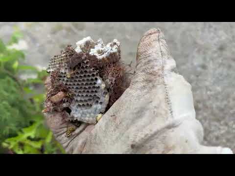 Yellow Jackets Hide Their Nest in the Ground...