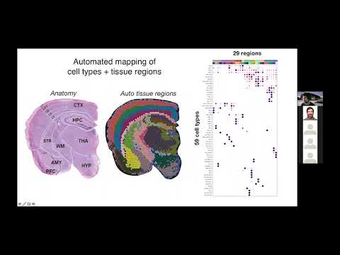 Mapping neural cell type diversity using spatial transcriptomics